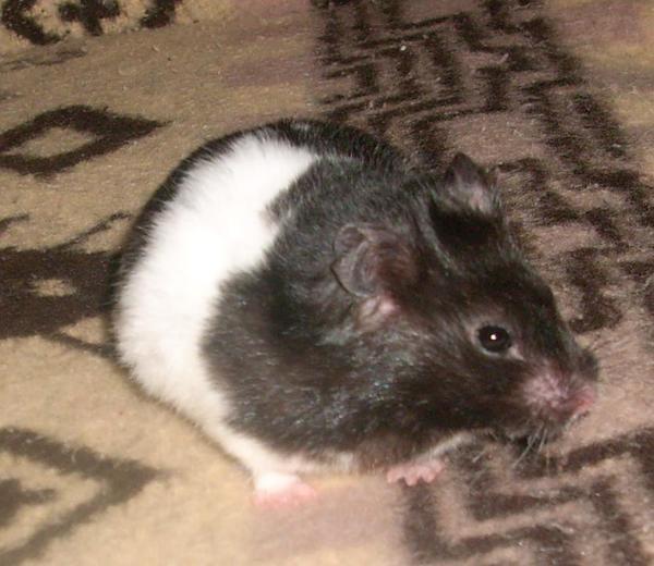 Mesocricetus auratus