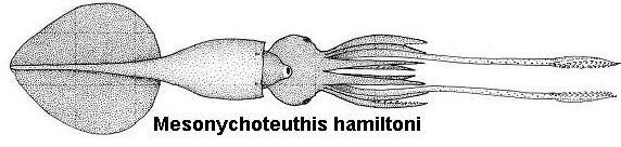 Mésonychoteuthis hamiltoni
