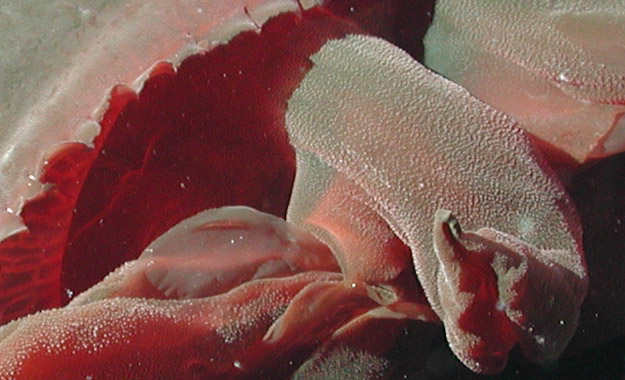 Tiburonia granrojo- noaa expl0827 detail1