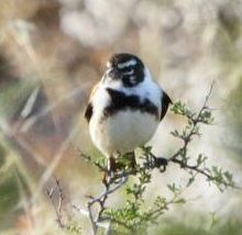 Canary Black-headed 2011 10 01