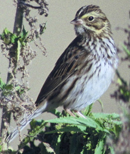 Savannahsparrow58