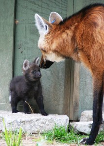 Maned Wolf Pup at White Oak