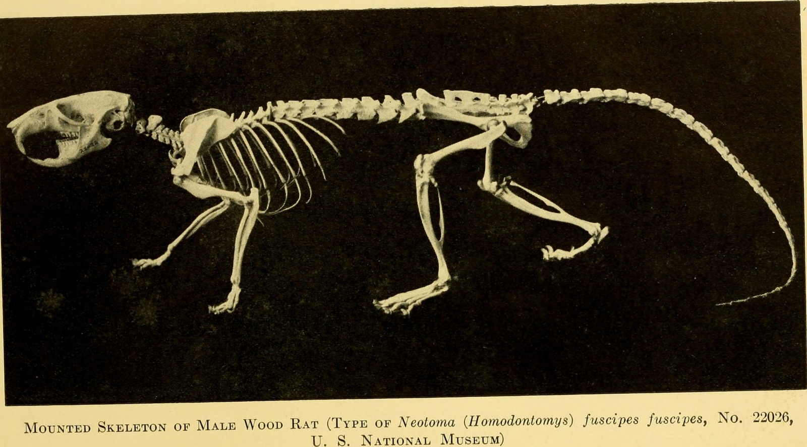 Image Anatomy of the wood rat; comparative anatomy of the subgenera of