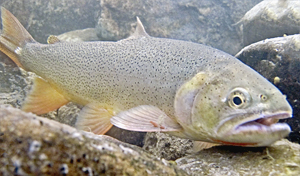 Snake river fine spotted cutthroat trout