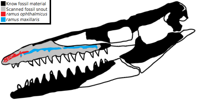 Taniwhasaurus antarcticus skull diagram
