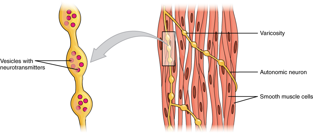 smooth-muscle-facts-for-kids