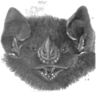 The image is a drawing of a bat head.