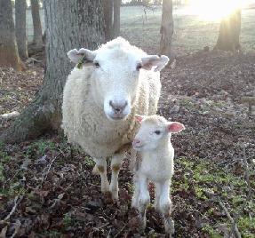 Ewe and lamb taken at the NCSU Small Ruminant Educational Unit.jpg