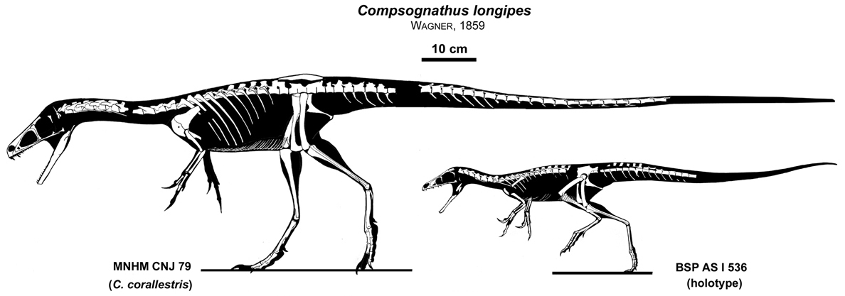 accurate compsognathus