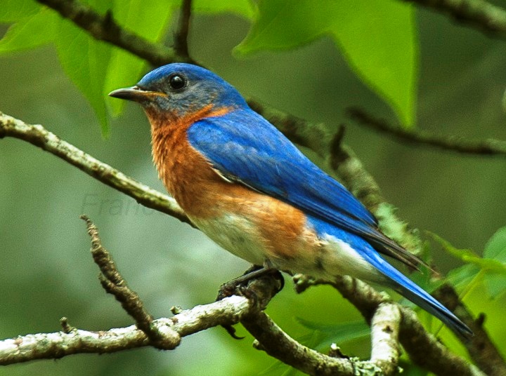 Eastern Bluebird - Texas H8O6505 (17048714229), crop