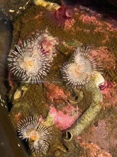 Tube Worm 4