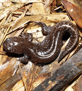 Abe's salamander, Hynobius abei.jpg