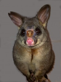 Brushtail possum exudative dermatitis