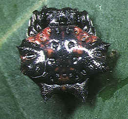 Thelacantha brevispina female 5 - Tanikawa