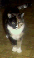 Calico cat