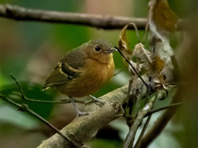 Isleria hauxwelli - Plain-throated Antwren (female); Carajas National Forest, Para, Brazil