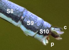 Pseudagrion caffrum abdomen detail