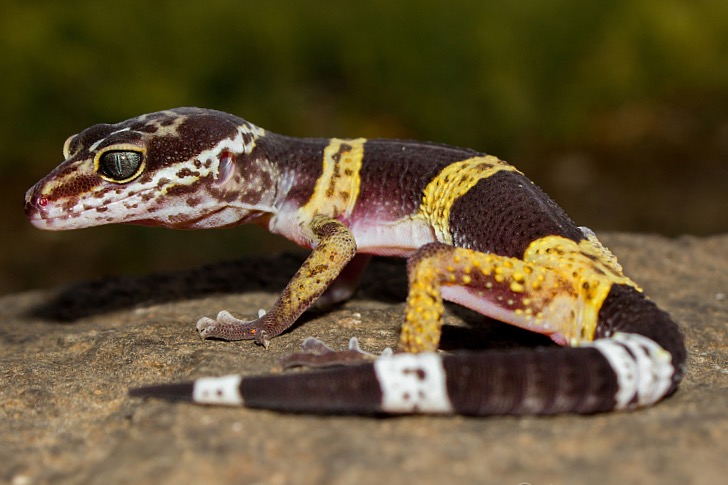 Eublepharis satpura by Ashahar alias Krishna Khan - 1