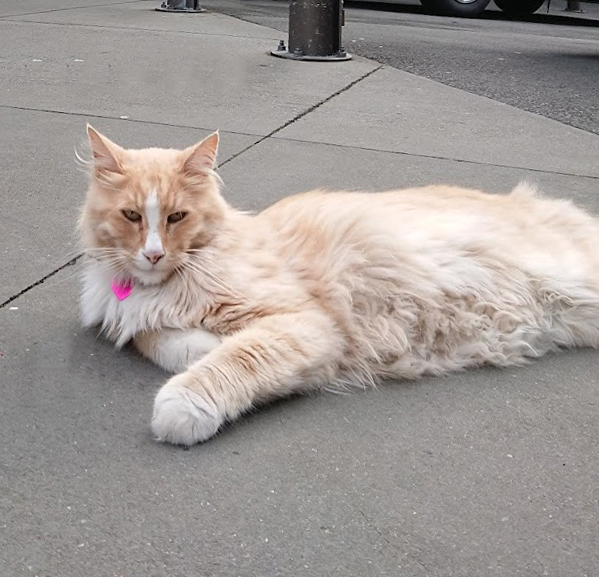 Mittens the Cat 2018