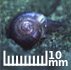 Iowa Pleistocene snail penny