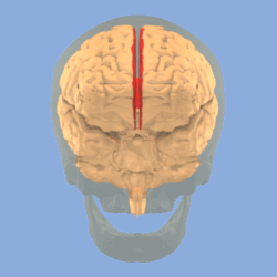 Longitudinal fissure of cerebrum