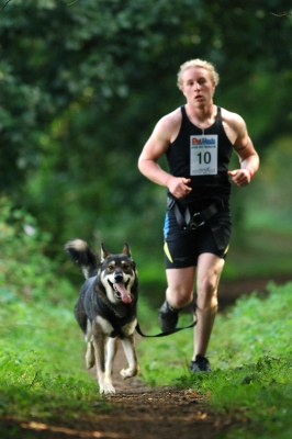 One of Akna K9 Academy' runners with a CSv Wolfdog cross also owned by Akna K9 Academy