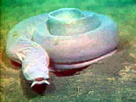 Pacific hagfish Myxine