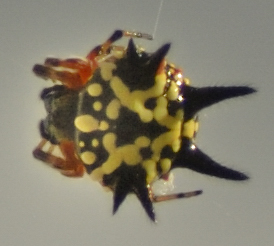 Austracantha minax (yellow)
