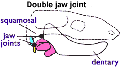 Jaw joint - double