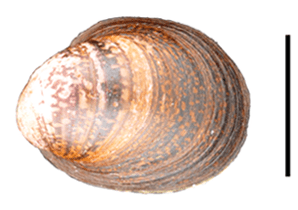 Neripteron violaceum shell 2