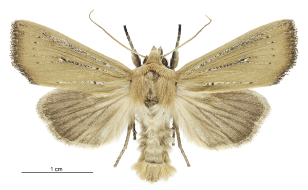 Tmetolophota blenheimensis male