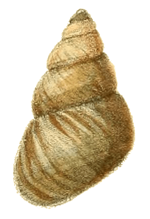 Bellamya aeruginosa shell 3