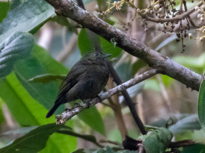 Chloropipo unicolor Jet Manakin (male); Chontabamba, Oxapampa, Peru (cropped)