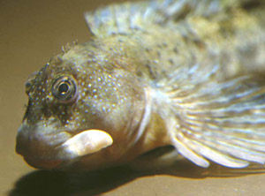 Coryphoblennius galerita.jpg