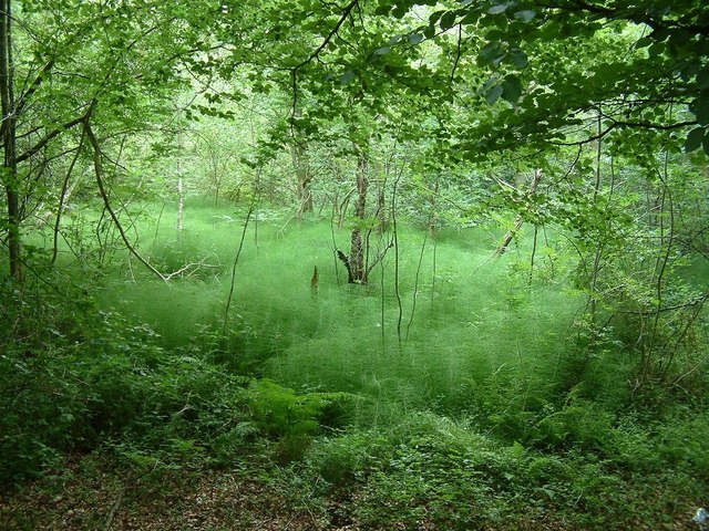 Spring, Widdenton Park Wood - geograph.org.uk - 1329420