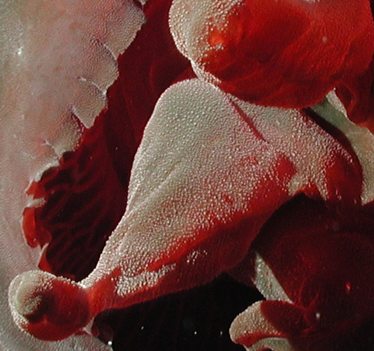 Tiburonia granrojo- noaa expl0783 detail1