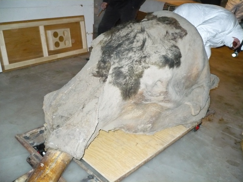 Yukagir mammoth head