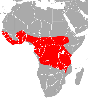 Noack's Roundleaf Bat area.png