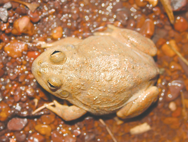 Cyclorana occidentalis, female, dorsal view