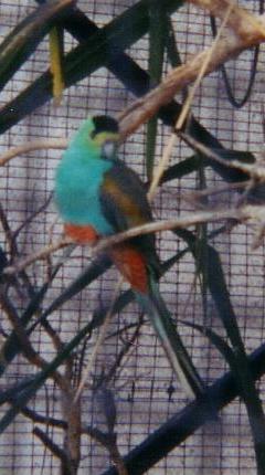 Golden-Shouldered-Parrot-2