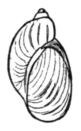 Novisuccinea ovalis shell