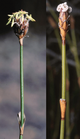 Female and male Chordifex hookeri