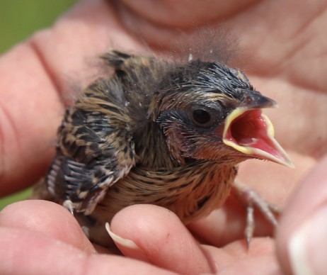 Saltmarsh sparrow chick (50141016208) (cropped)