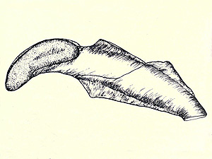 Coleophora leucochrysella case