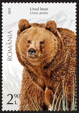 Brown-Bear-Ursus-arctos