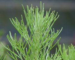 Artemisia californica01