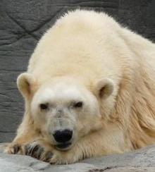 Debby polar bear.jpg