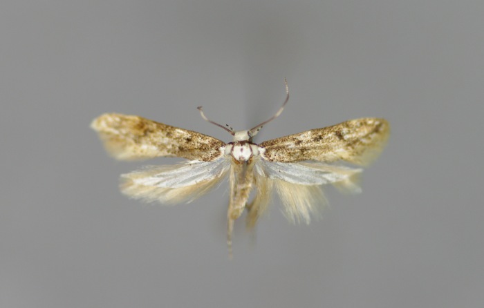 Endrosis sarcitrella M