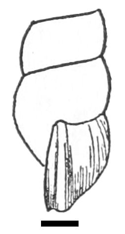 Oncomelania hupensis nosophora shell 2