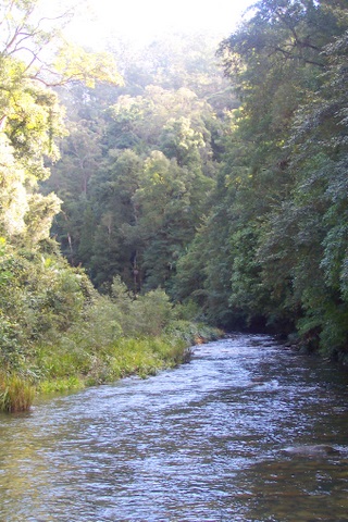 Wilson River New South Wales.JPG